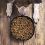 Bowl Plegable para Mascota Poppy - Imagen 8